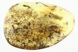 Large Detailed Fossil Planthopper (Fulgoroidea) In Baltic Amber #296886-1